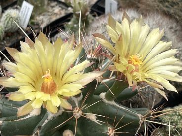 Coryphantha scheeri var. robustispina - MG133.45